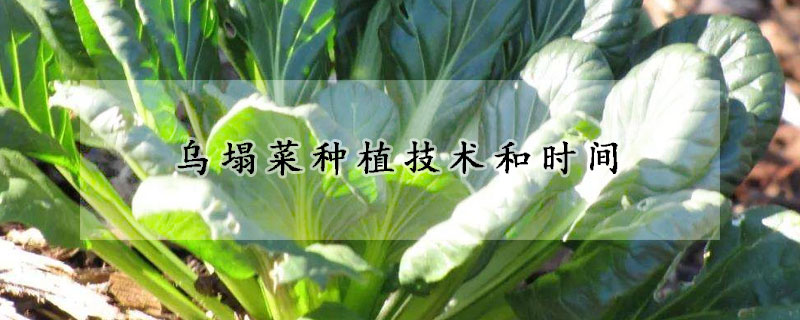 乌塌菜种植技术和时间