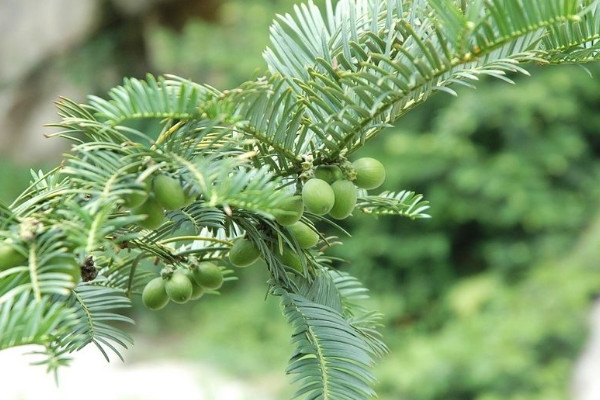 常见的10种裸子植物 十种裸子植物