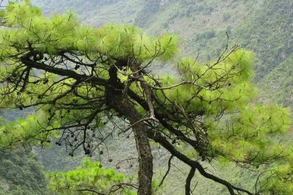 常见的10种裸子植物 十种裸子植物