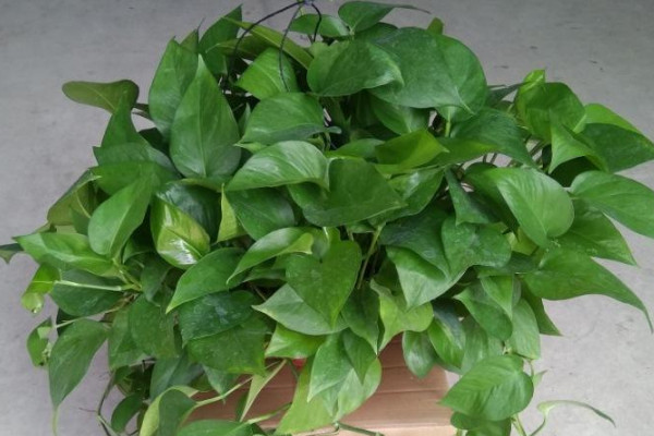 绿萝属于阴气重的植物吗 绿萝花阴气重吗