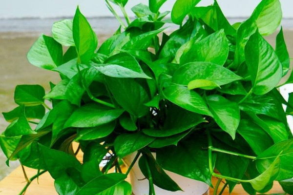 绿萝属于阴气重的植物吗 绿萝花阴气重吗