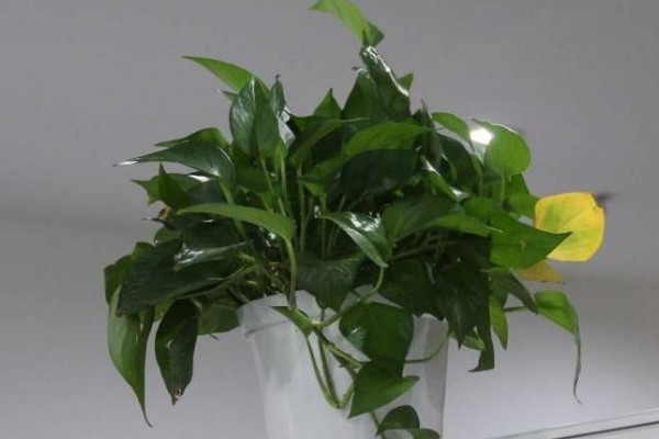 绿萝属于阴气重的植物吗 绿萝花阴气重吗