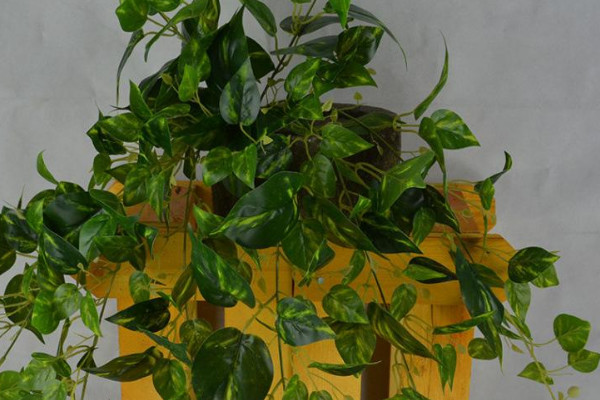 绿萝属于阴气重的植物吗 绿萝花阴气重吗