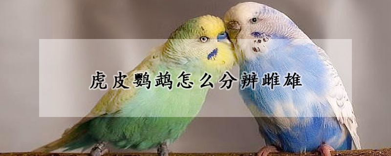 虎皮鹦鹉怎么分辨雌雄