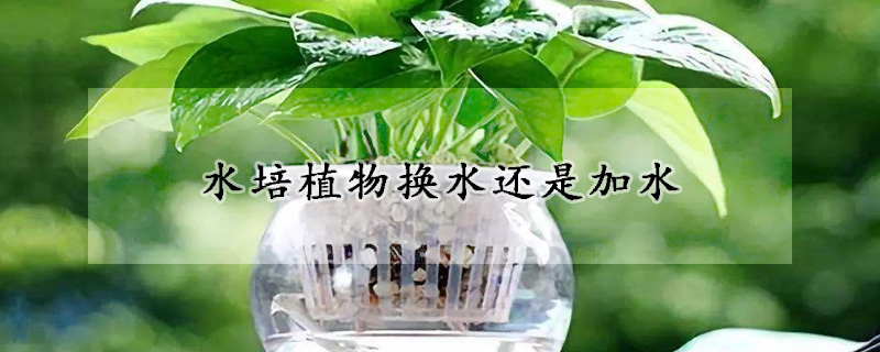 水培植物换水还是加水