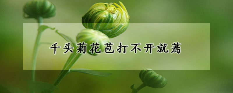 千头菊花苞打不开就蔫