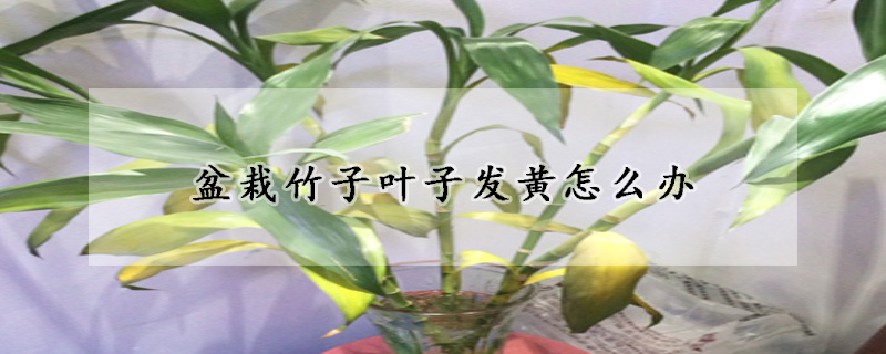 盆栽竹子叶子发黄怎么办