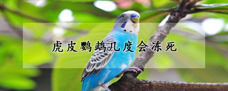 虎皮鹦鹉几度会冻死