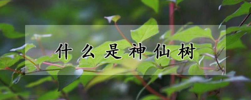 什么是神仙树