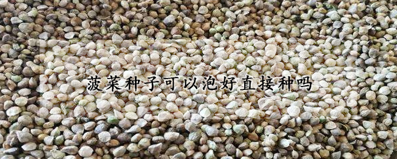 菠菜种子可以泡好直接种吗