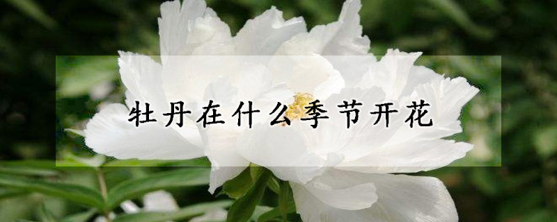 牡丹在什么季节开花