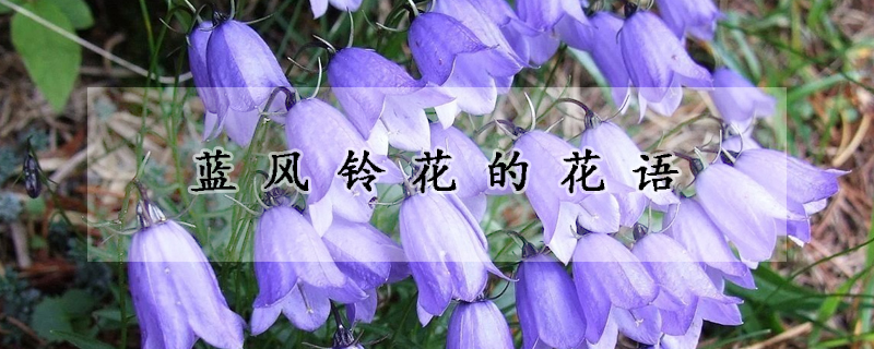 蓝风铃花的花语