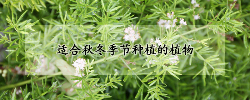 适合秋冬季节种植的植物