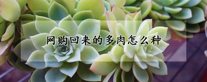 网购回来的多肉怎么种