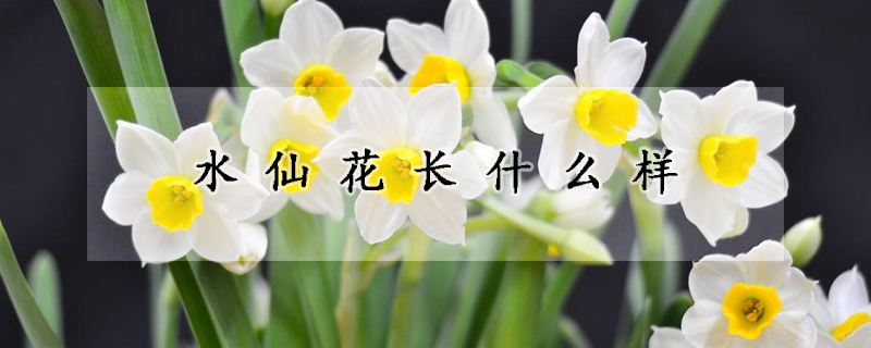 水仙花长什么样