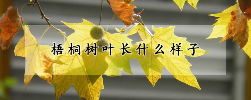 梧桐树叶长什么样子