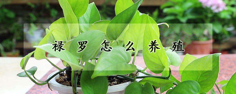 禄罗怎么养殖
