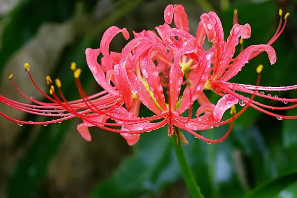 上古神话中的仙草仙花 上古神话中的仙草仙花名字