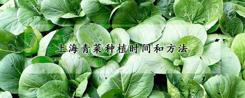 上海青菜种植时间和方法