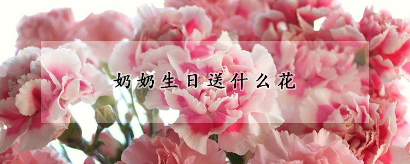 奶奶生日送什么花