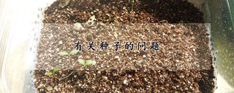 有关种子的问题