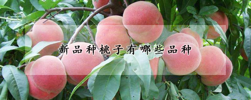 新品种桃子有哪些品种