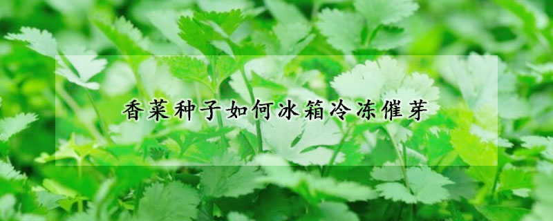 香菜种子如何冰箱冷冻催芽