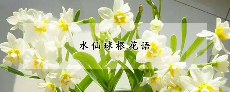 水仙球根花语