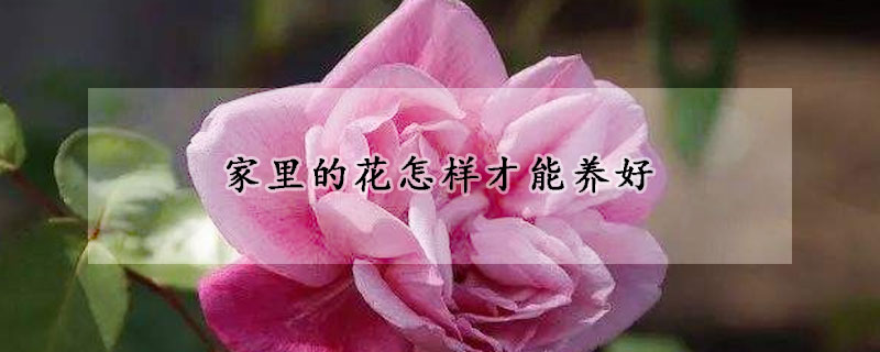 家里的花怎样才能养好