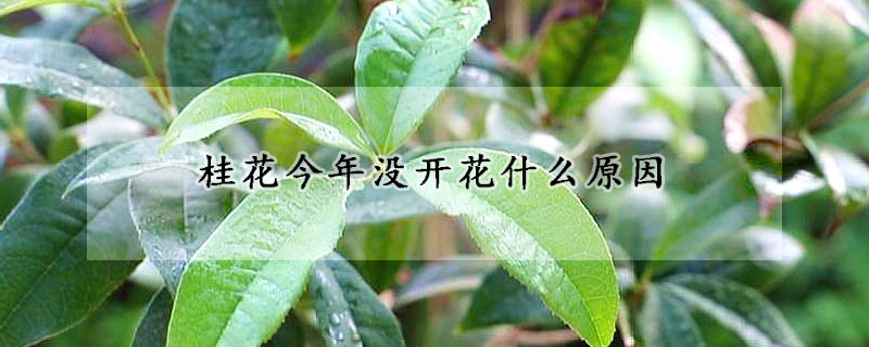 桂花今年没开花什么原因