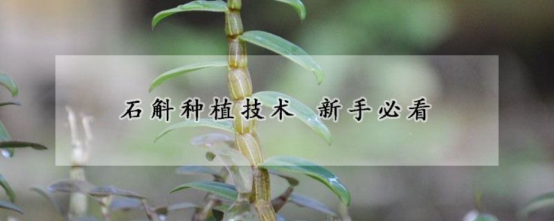 石斛种植技术 新手必看