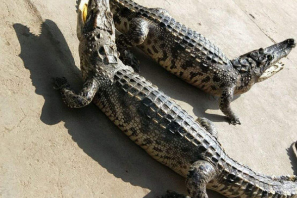 鳄鱼是什么动物