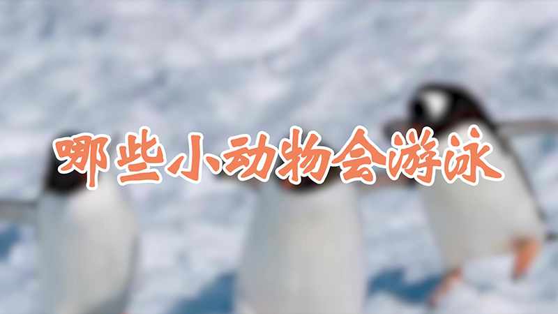 哪些小动物会游泳