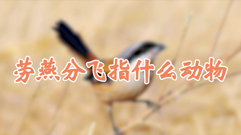 劳燕分飞指什么动物