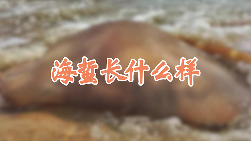 海蜇长什么样