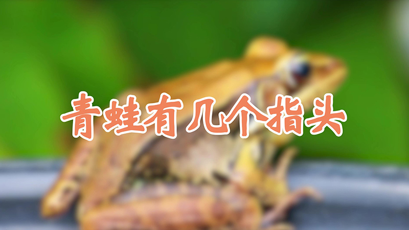 青蛙有几个指头
