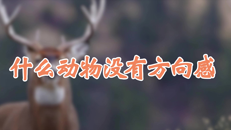 什么动物没有方向感