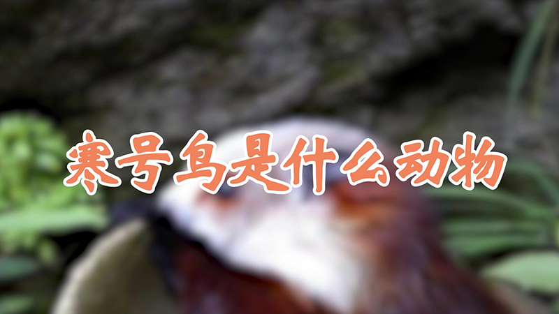 寒号鸟是什么动物