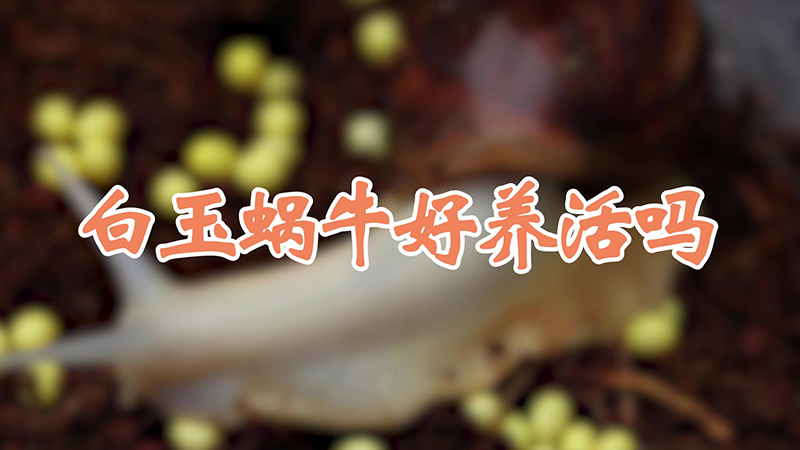 白玉蜗牛好养活吗