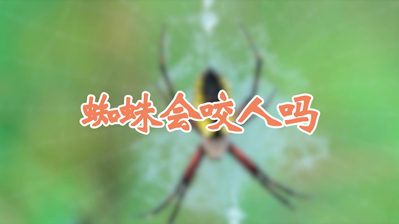 蜘蛛会咬人吗