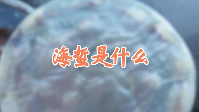 海蜇是什么