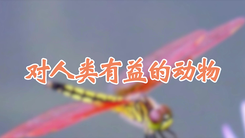 对人类有益的动物