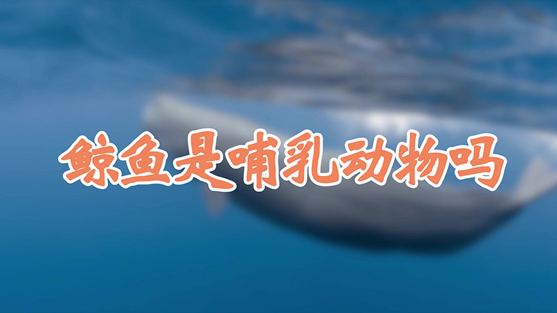 鲸鱼是哺乳动物吗