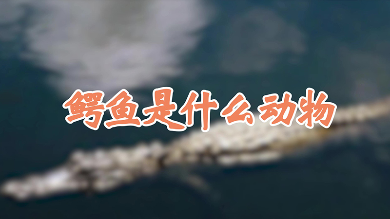 鳄鱼是什么动物