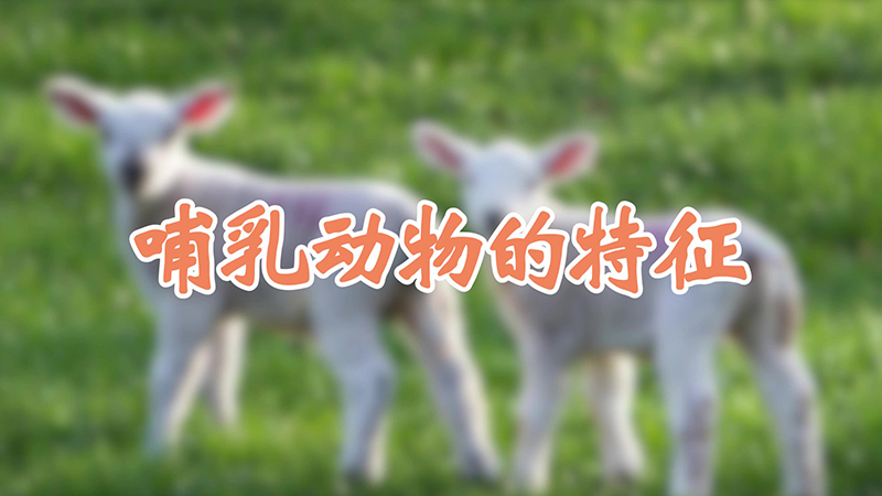 哺乳动物的特征