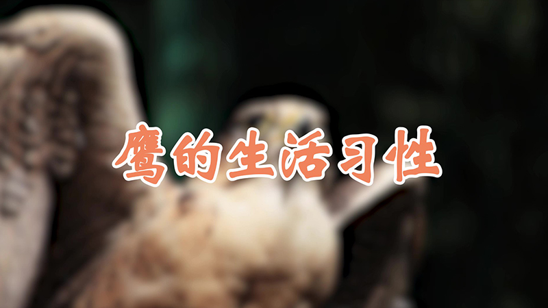 鹰的生活习性
