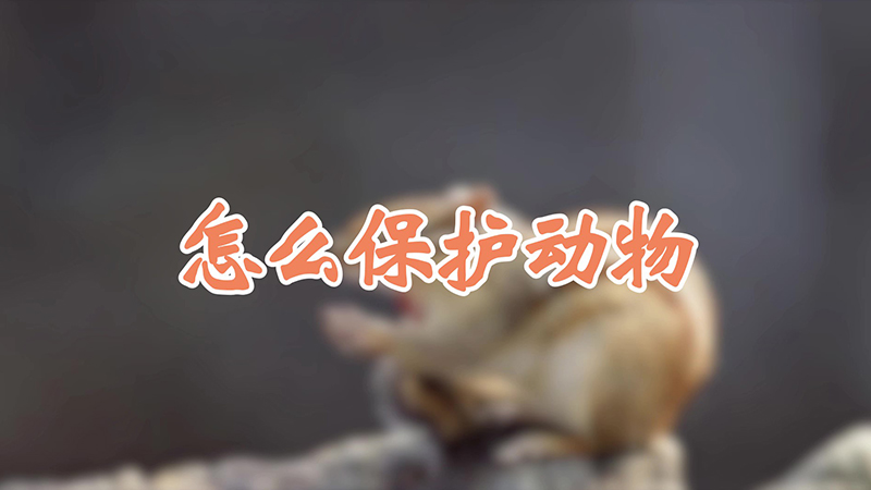 怎么保护动物