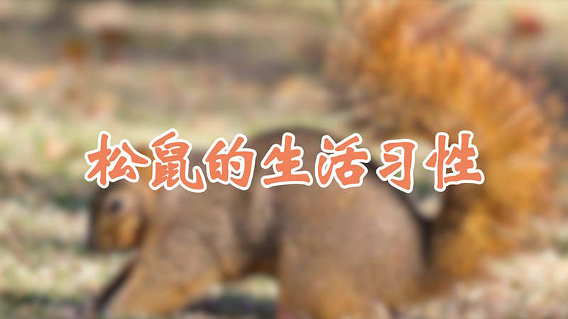 松鼠的生活习性