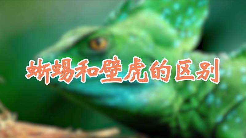 蜥蜴和壁虎的区别