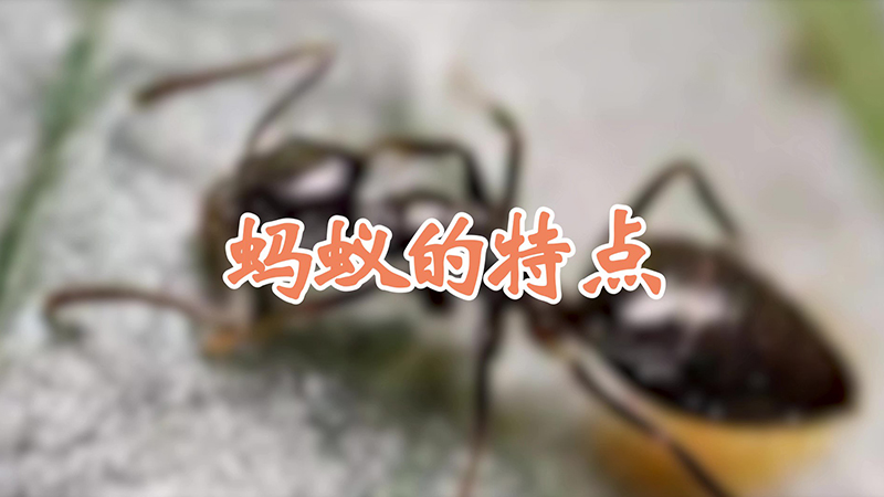 蚂蚁的特点